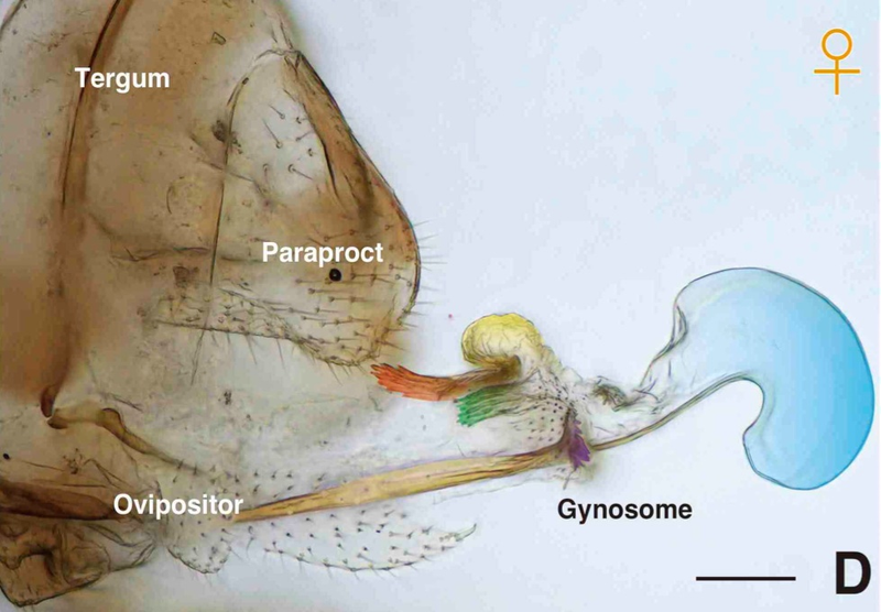 Illustration for article titled Scientists Discover the Gynosome, a New Kind of Sexual Organ
